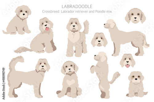 Labradoodle clipart. Different poses, coat colors set.