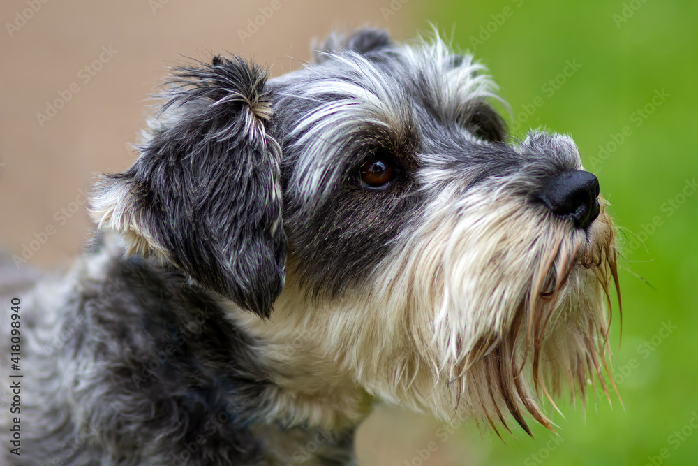 Mini Schnauzer