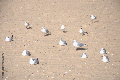 Seagulls on the beach
