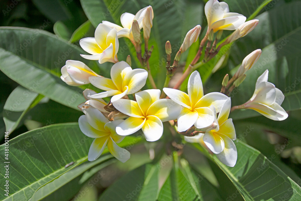 Obraz premium Beautiful Plumeria flowers on the tree