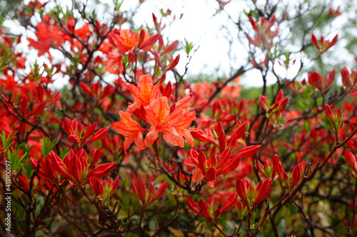 朱色の花をつけるレンゲツツジ