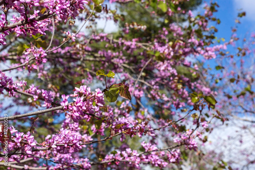 Branches of a blossoming pink-flowered Cercis tree on a background of blue sky with clouds.