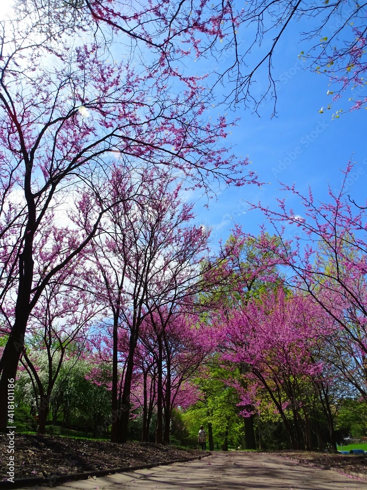Obraz premium North America, United States, Missouri, Kansas City, Southmoreland Park next to the Nelson-Atkins Art Museum