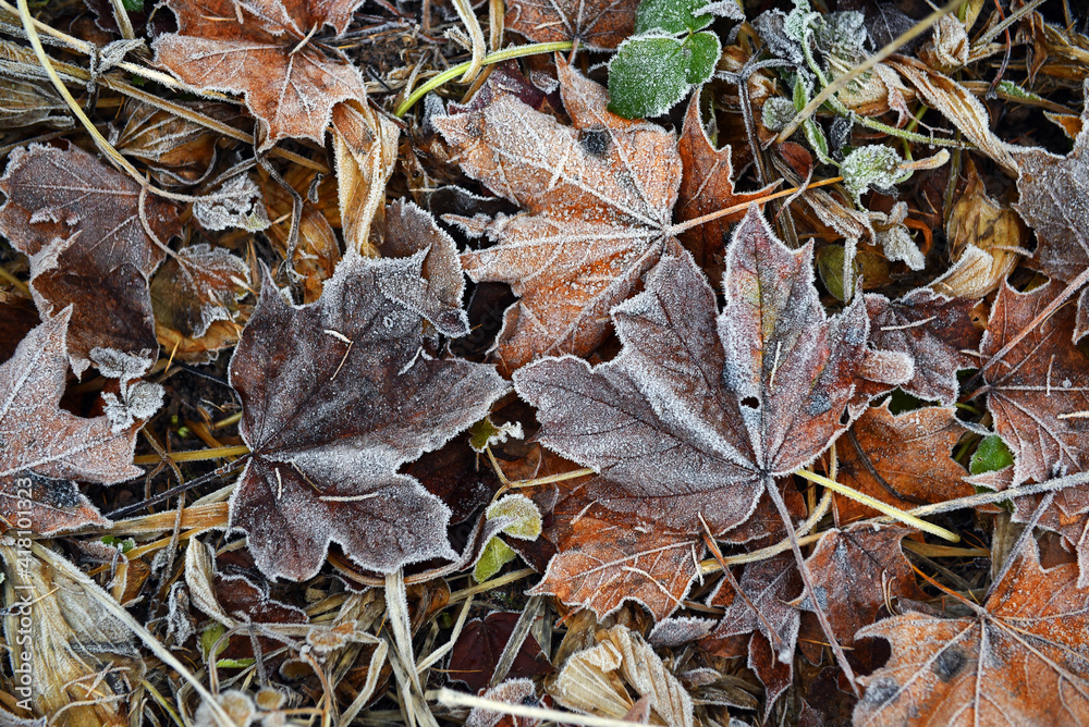 maple leaves covered with frost. texture maple leaves covered with frost. texture