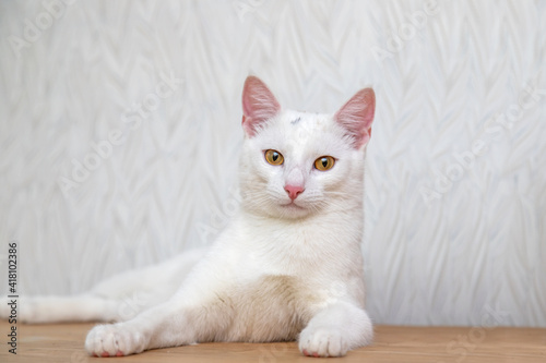 Portrait of a white cat on a white background.