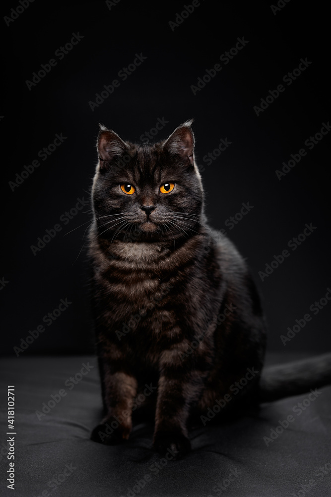 Adorable scottish black tabby cat on black background. Adorable scottish black tabby cat on black background.