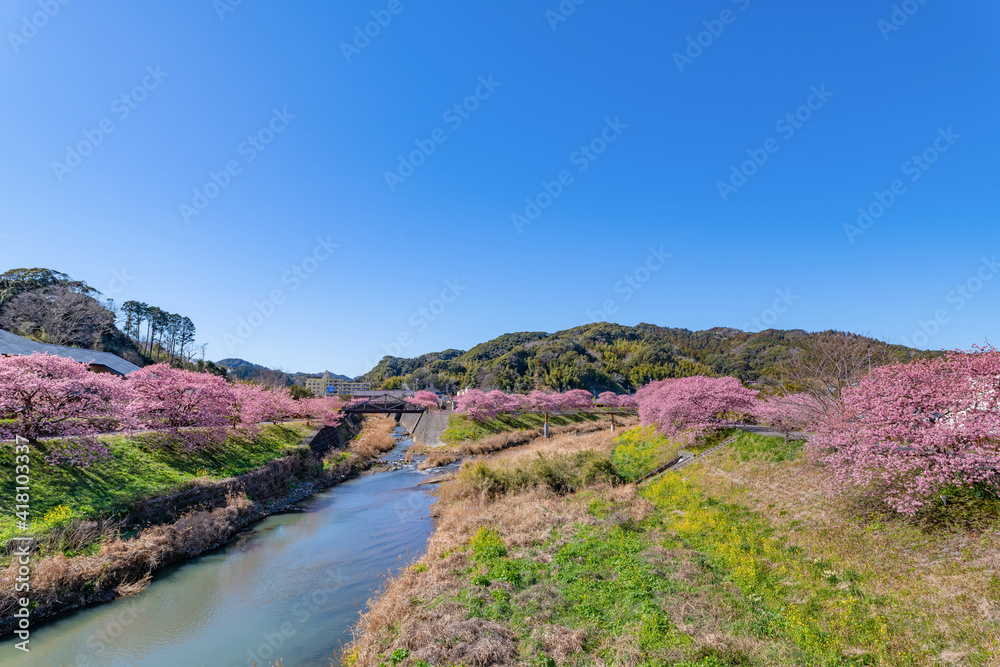 Obraz premium 静岡県賀茂郡南伊豆町 青野川沿いの河津桜