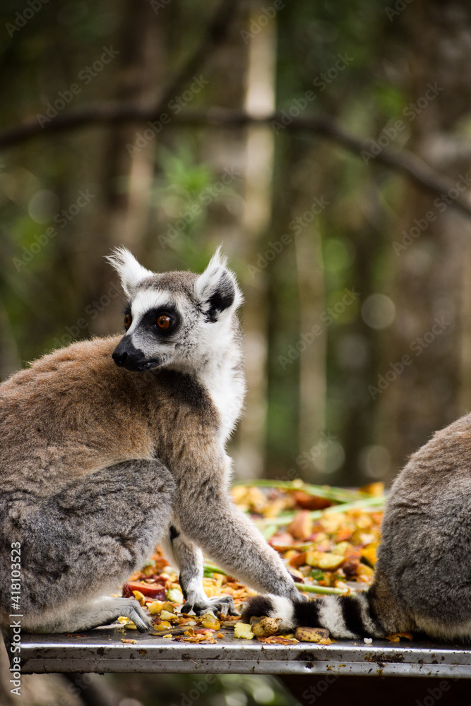 Fototapeta premium Lemurs on a table full of fruits in Monkeyland, Plettenberg Bay, South Africa.