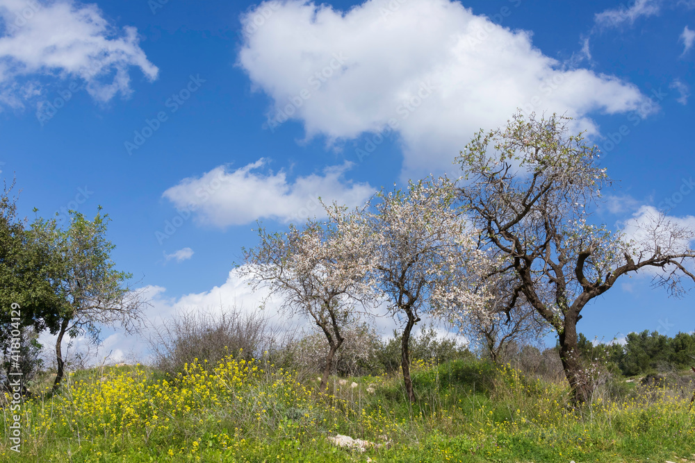 Blooming wild almond trees among yellow flowers against a blue sky with clouds. Israel