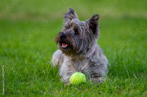 Canvastavla Cairn Terrier with her tennis ball
