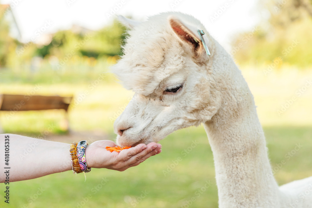 Cute alpaca with funny face eating feed in hand on ranch in summer day. Domestic alpacas grazing on pasture in natural eco farm, countryside background. Animal care and ecological farming concept Cute alpaca with funny face eating feed in hand on ranch in summer day. Domestic alpacas grazing on pasture in natural eco farm, countryside background. Animal care and ecological farming concept