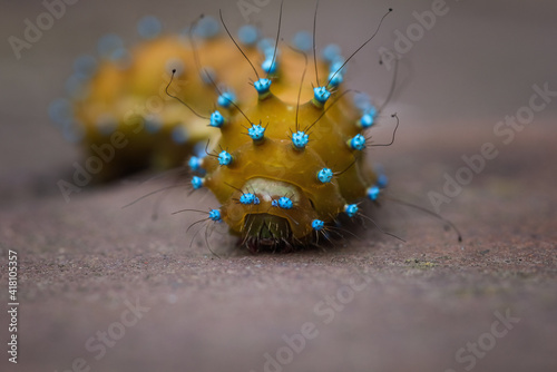 Caterpillar of the Giant peacock moth Saturnia pyri, the largest European butterfly, macro image with detail of blue warts, thorns and hairs, natural animal background, selective focus photo