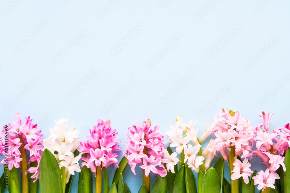 Pink and white hyacinth flowers border on a light blue background. Spring, Valentines Day, Mothers day, Birthday celebration concept