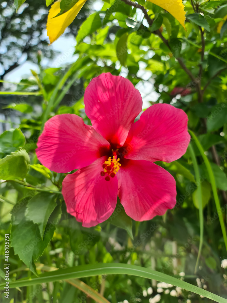 pink hibiscus flower pink hibiscus flower