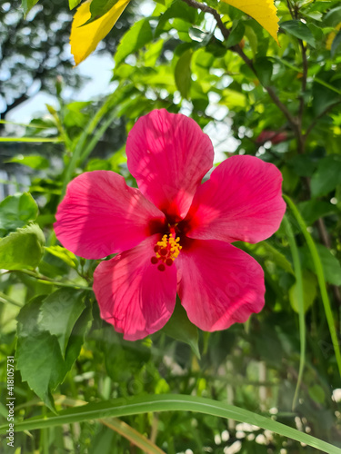Fototapeta Naklejka Na Ścianę i Meble -  pink hibiscus flower
