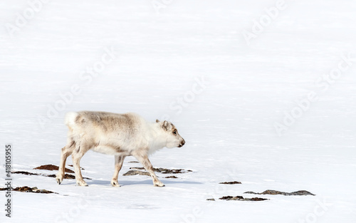 Young reindeer walking through the snowy landscape of Svalbard