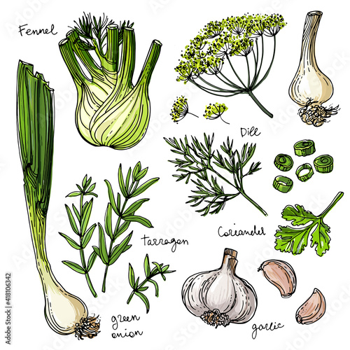 Herbs. Spices. Herb drawn black lines on a white background. Vector illustration. Fennel, dill, coriander, tarragon, green onion, garlic