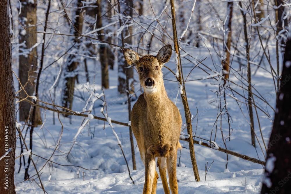White-tailed deer (Odocoileus virginianus) in the snow covered forest during winter. Selective focus, background blur and foreground blur.
