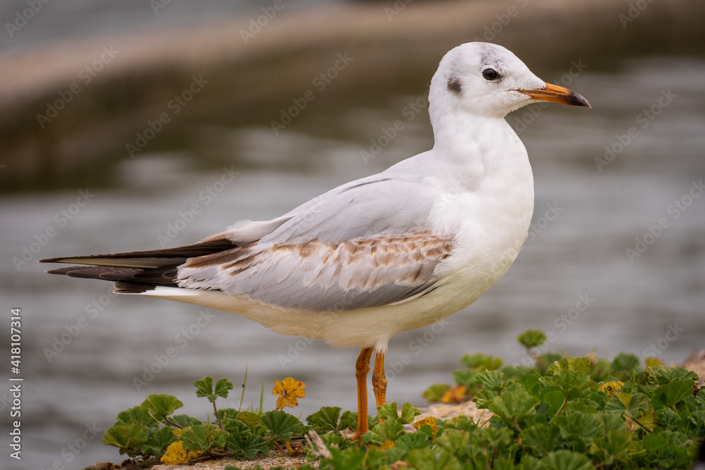 Black-headed Gull Chroicocephalus ridibundus Costa Ballena Cadiz Black-headed Gull Chroicocephalus ridibundus Costa Ballena Cadiz