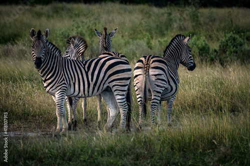 Ansichten eines  Zebras