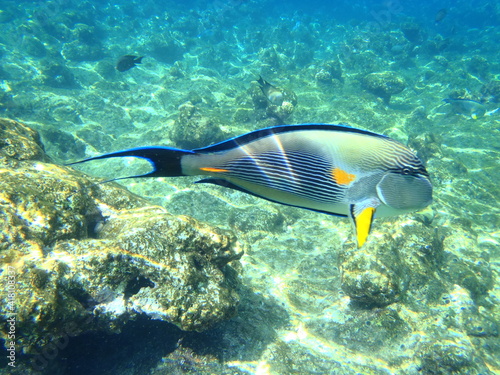 Chirurgenfisch, Rotes Meer, Ägypten, Meer