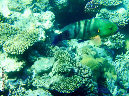 Besenschwanz Lippfisch, Lippfisch, fische rotes meer, diving Ägypten, Ägypten