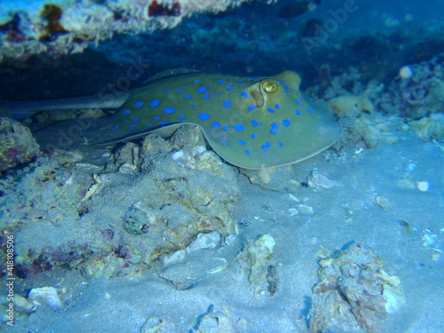 Stachelrochen  Rotes Meer    gypten  bluespotted stingray