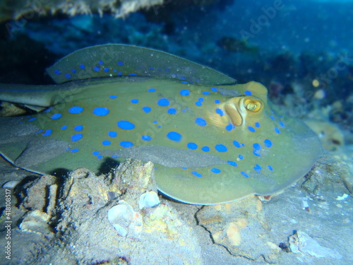 Stachelrochen, Rotes Meer, Ägypten, bluespotted stingray photo