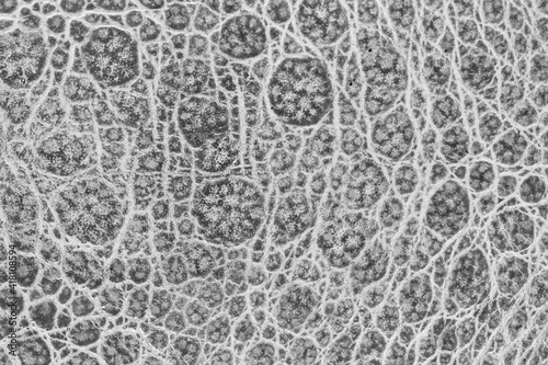 Frog skin texture macro close-up, black and white organic background for design overlay
