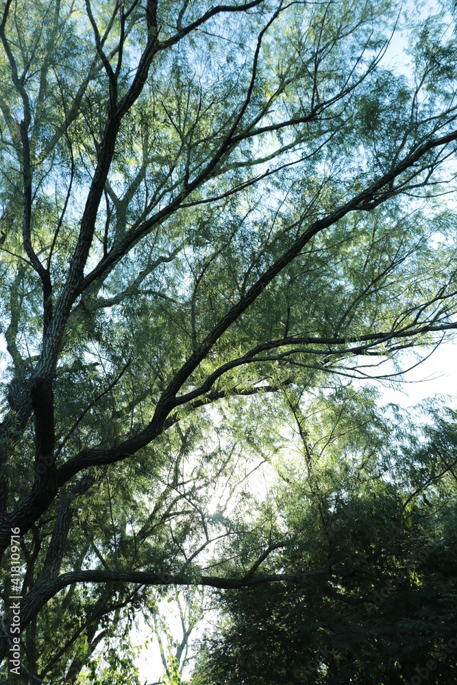 Fototapeta premium Arboles