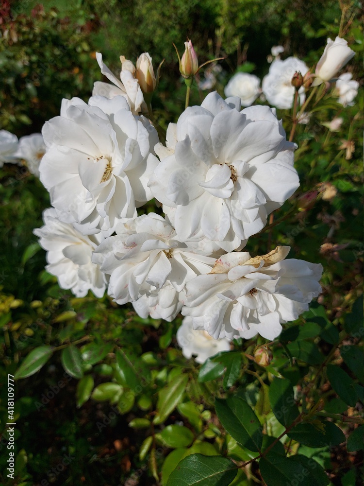 White rose flowers on flower bed in summer outdoor. Woman day. White rose flowers on flower bed in summer outdoor. Woman day.
