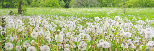 Field of blooming mature white dandelions on a spring sunny day. Wide banner format