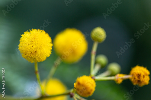 mimosa flowers on green backgound