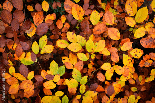 Colorful beech leaves on thin twigs, autumn day.