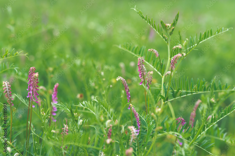 Close up of purple flowers of hairy vetch vicia villosa on sunny summer day Close up of purple flowers of hairy vetch vicia villosa on sunny summer day