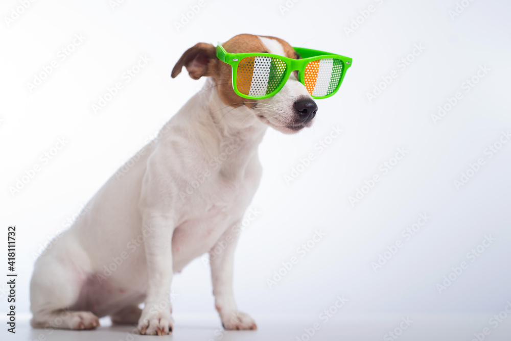 Portrait of a dog jack russell terrier in funny glasses on a white background. Saint patricks day holiday concept