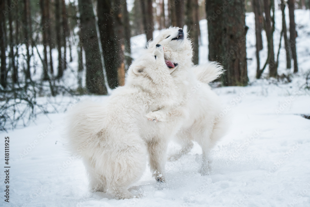 Beautiful fluffy two Samoyed white dogs is playing in the winter forest