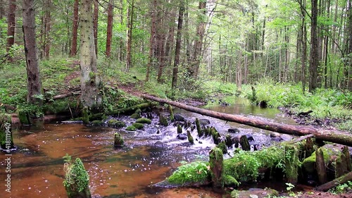 waterfall in the forest river 