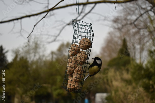 mésange et rouge gorge