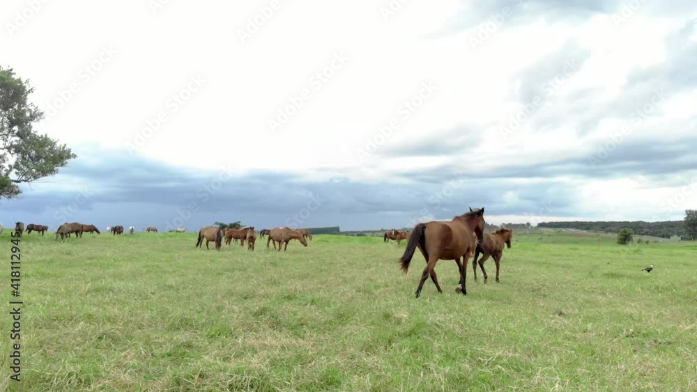 Horses at green pastures of horse farms. Country summer landscape. Horses at green pastures of horse farms. Country summer landscape.