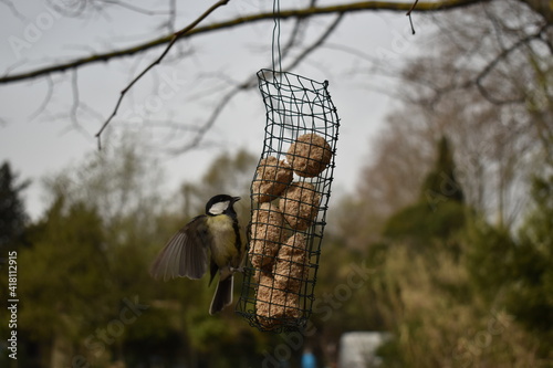 mésange et rouge gorge