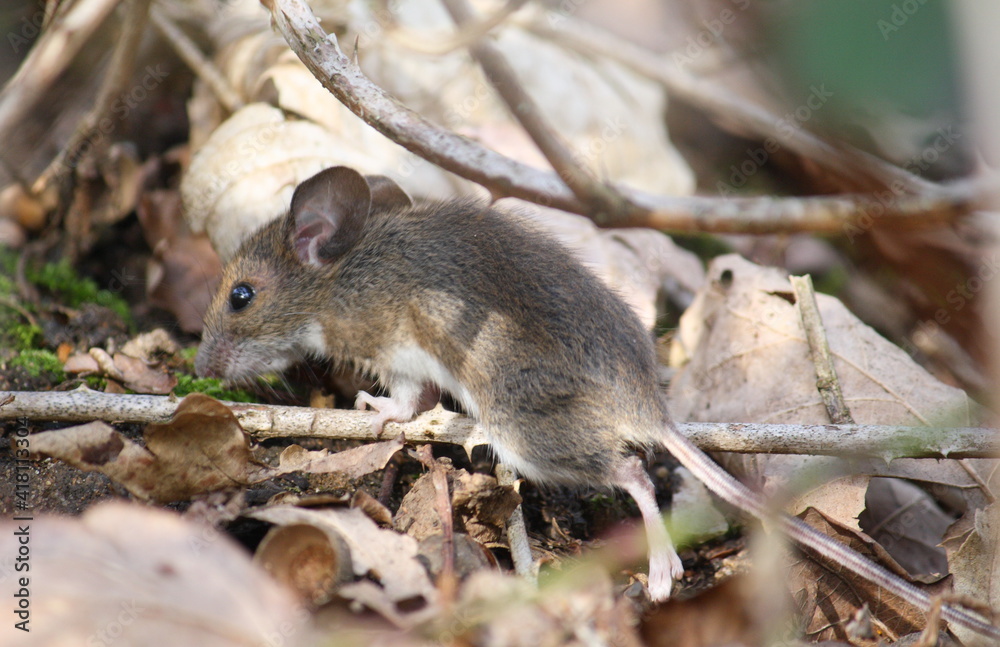 A European wood mouse (also known as long-tailed field mouse, common field mouse, and Apodemus sylvaticus) scampering through and sheltering in woodland undergrowth A European wood mouse (also known as long-tailed field mouse, common field mouse, and Apodemus sylvaticus) scampering through and sheltering in woodland undergrowth
