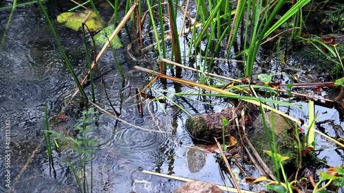 drops in puddles in summer 