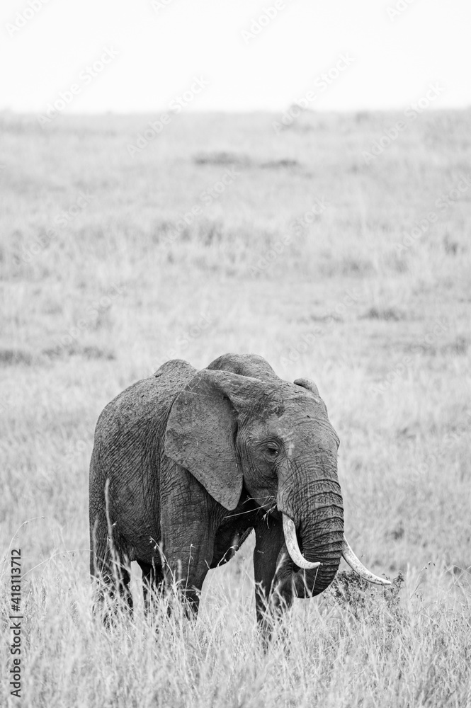 Fototapeta premium Elephant grazing on the open savannah of the Masai Mara
