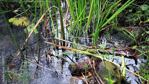 drops in puddles in summer 
