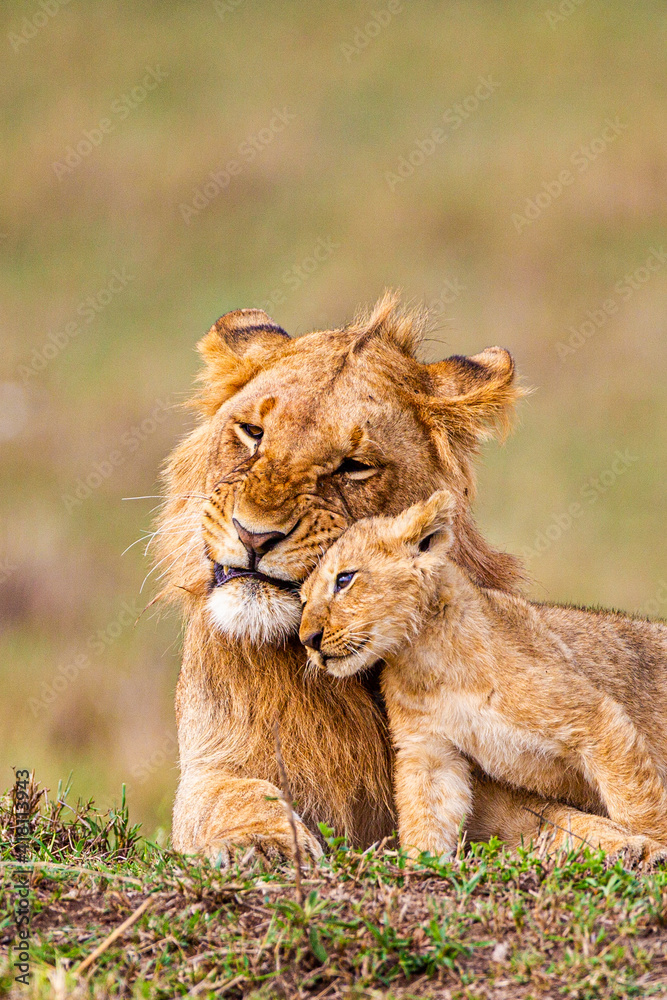 Lazy day with the Marsh pride - brothers playing