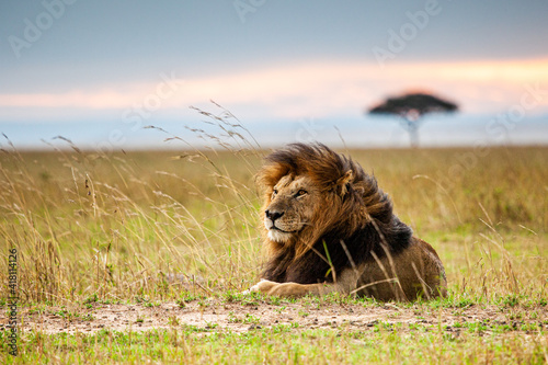 Obraz na płótnie Lone male lion staring over the Masai Mara in the evening w salonie