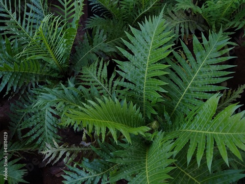 the miniature tree fern  Oceaniopteris gibba 