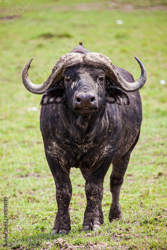 An African Buffalo staring down the lens in the Masai Mara