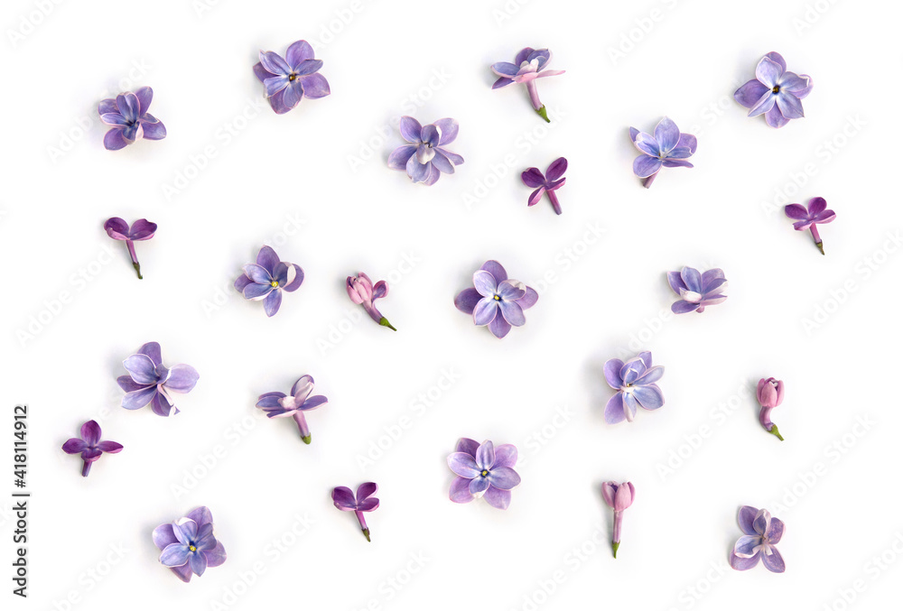 Violet blue flowers lilac ( Syringa vulgaris ) on a white background. Spring flowers. Top view, flat lay Violet blue flowers lilac ( Syringa vulgaris ) on a white background. Spring flowers. Top view, flat lay